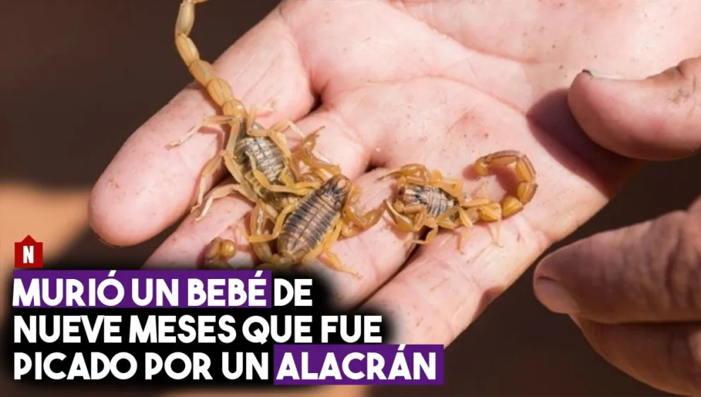 Murió un bebe de nueve meses por la picadura de un alacrán