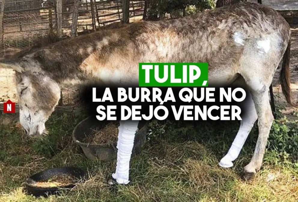 Abandono animal extremo: la historia de una luchadora