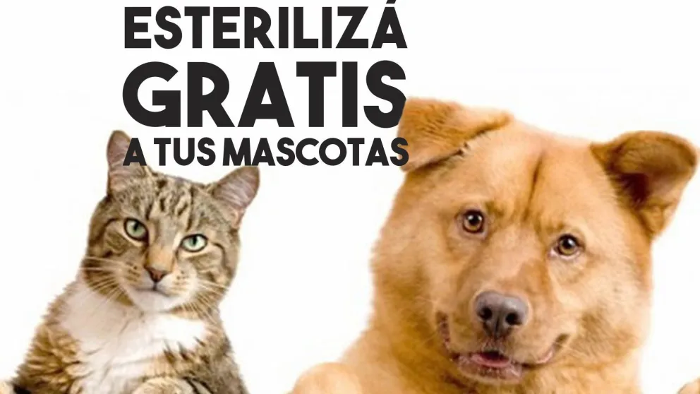 Esterilización de mascotas en Rawson, Albardón, 9 de Julio y Caucete