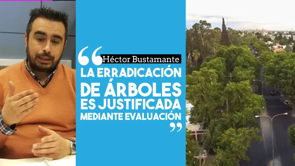 Arboleda pública: ¿Cómo se planifica?