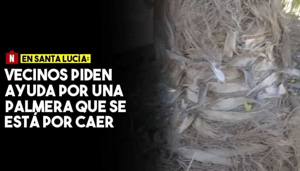 Vecinos piden ayuda por un árbol que se está por caer