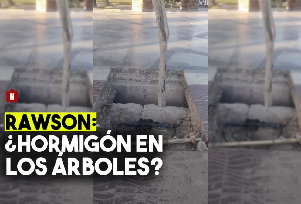 Denuncian que en Rawson pusieron hormigón en los árboles