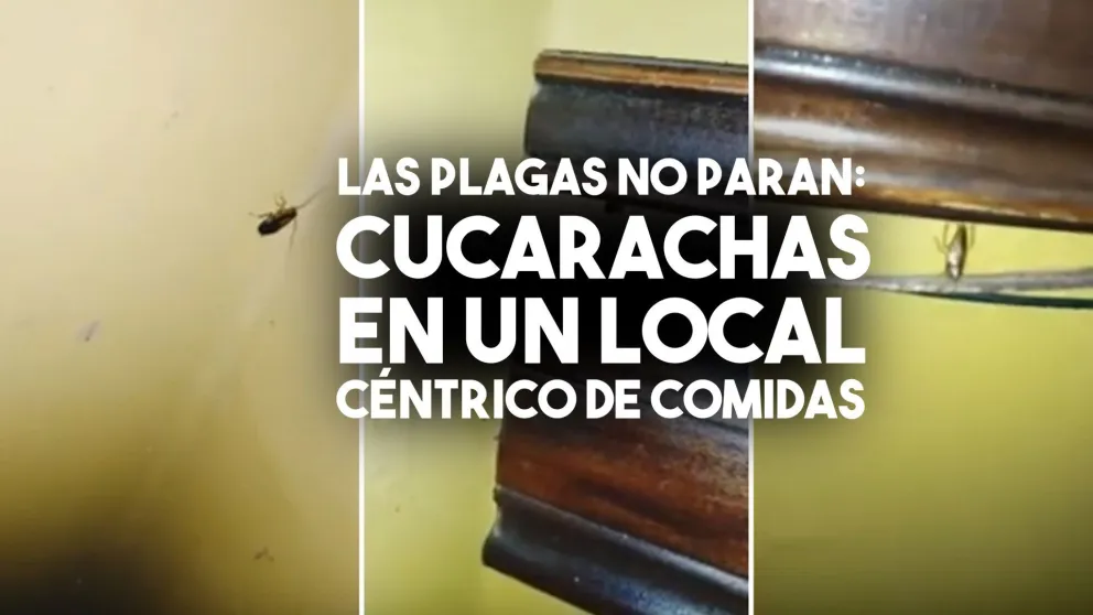 Un local capitalino lleno de cucarachas
