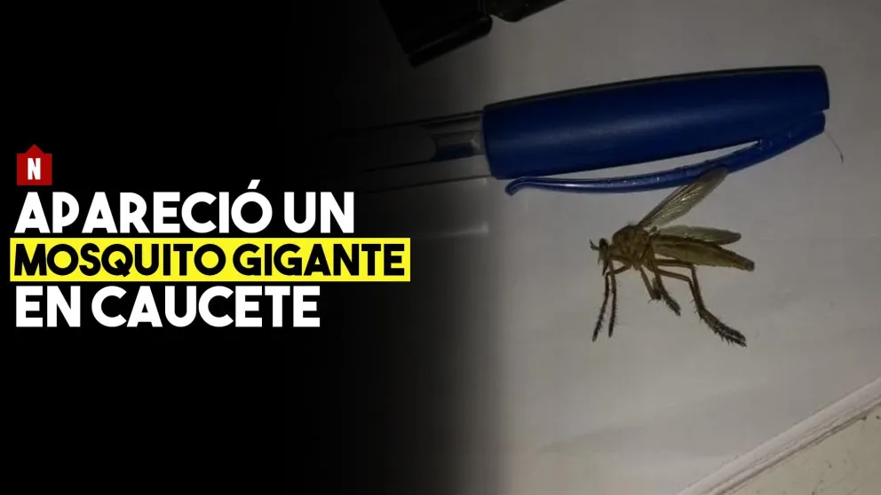 Apareció un mosquito gigante en Caucete