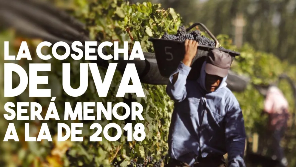 La cosecha de Uva será menor a la del 2018