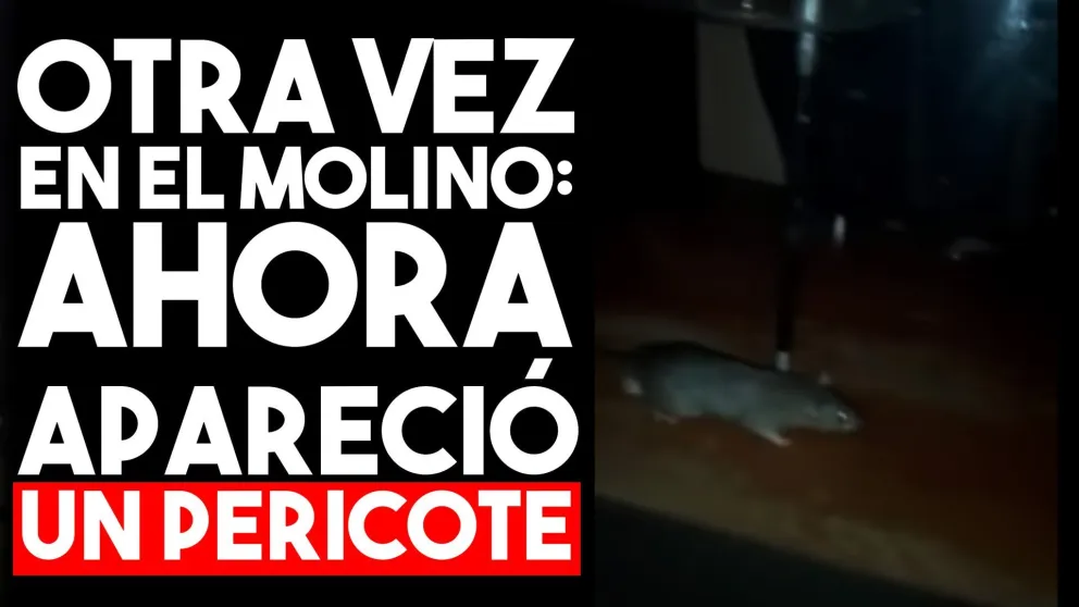 Otra vez en El Molino: ahora apareció un pericote