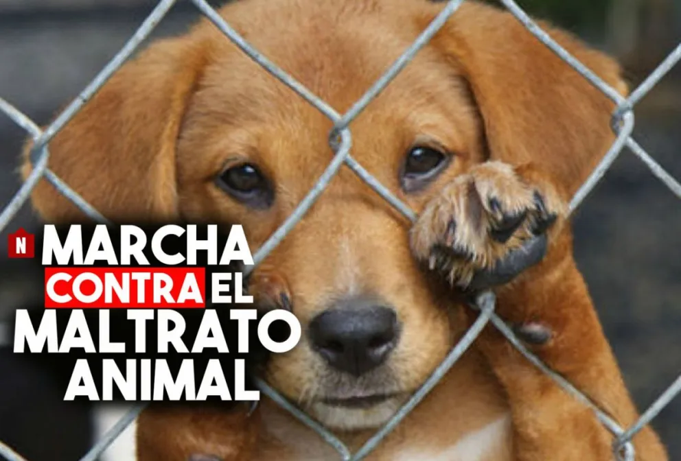 Marcharán contra el maltrato animal