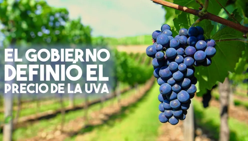 El gobierno definió el precio del kilo de uva de productores