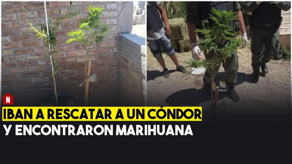 Iban a rescatar a un cóndor y encontraron marihuana