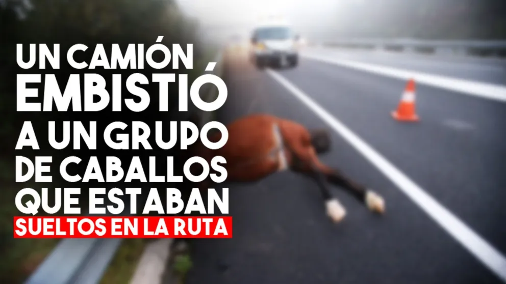 Un camión embistió a un grupo de caballos que estaban sueltos en la ruta