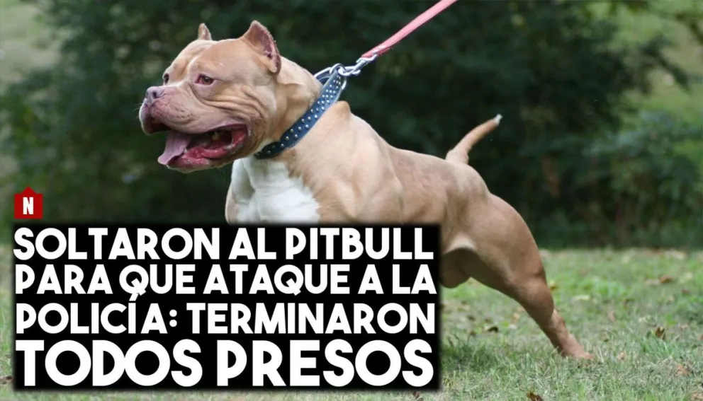 La Policía les pidió que bajen la música y los atacaron con un pitbull: una familia detenida