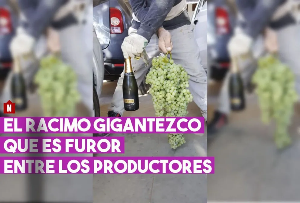 Furor por el racimo de uva gigante cosechado en Santa Lucía