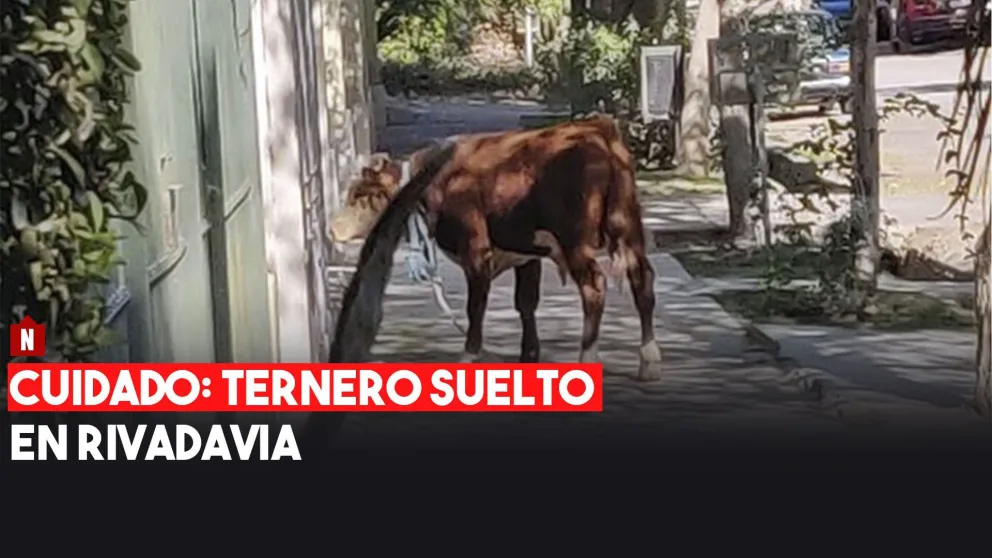 Un ternero suelto armó revuelo en las calles de Rivadavia
