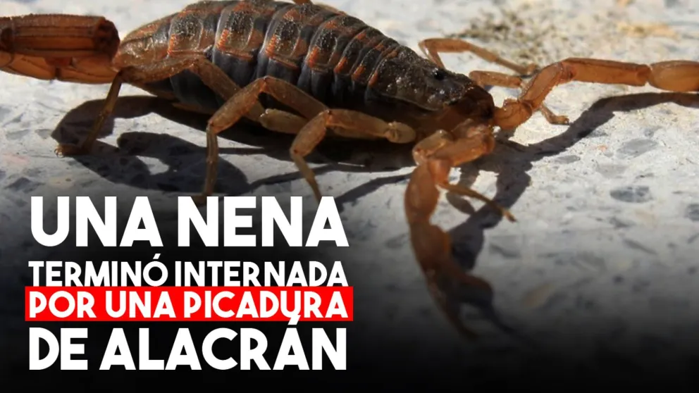 Una nena terminó internada por una picadura de alacrán