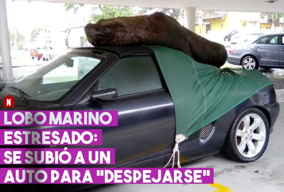Lobo marino al volante: se escapó del puerto y se subió a un auto
