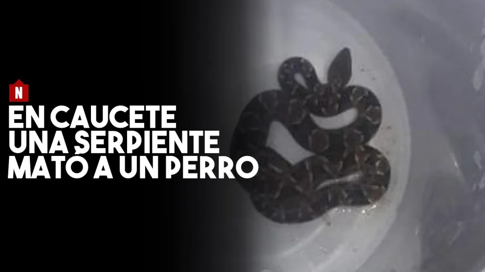 Una serpiente cascabel mató a un perro en un barrio de Caucete