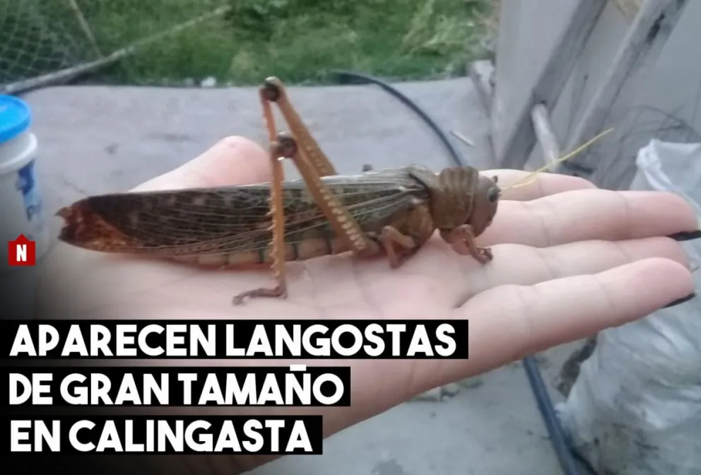 Sorpresa en Calingasta  por la llegada de langostas de gran tamaño