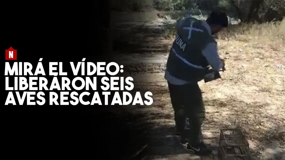 Liberaron seis aves rescatadas en operativos de conservación
