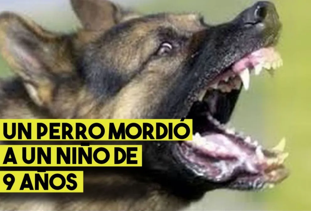 Un perro mordió a un nene de nueve años