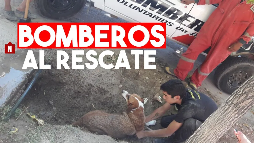 Bomberos rescataron a una perrita atascada debajo de un puente