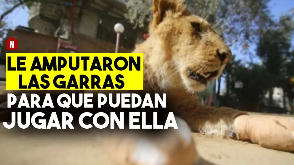 Le amputaron las garras a una leona para que los visitantes del zoológico puedan jugar con ella