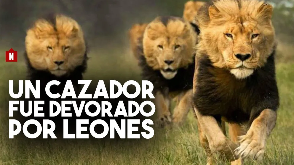 Un cazador furtivo murió pisoteado por un elefante y devorado por leones