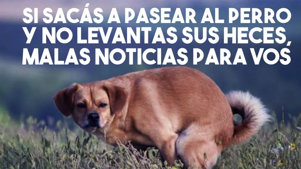 Presentaron un proyecto para que la gente levante las heces de sus perros en la calle