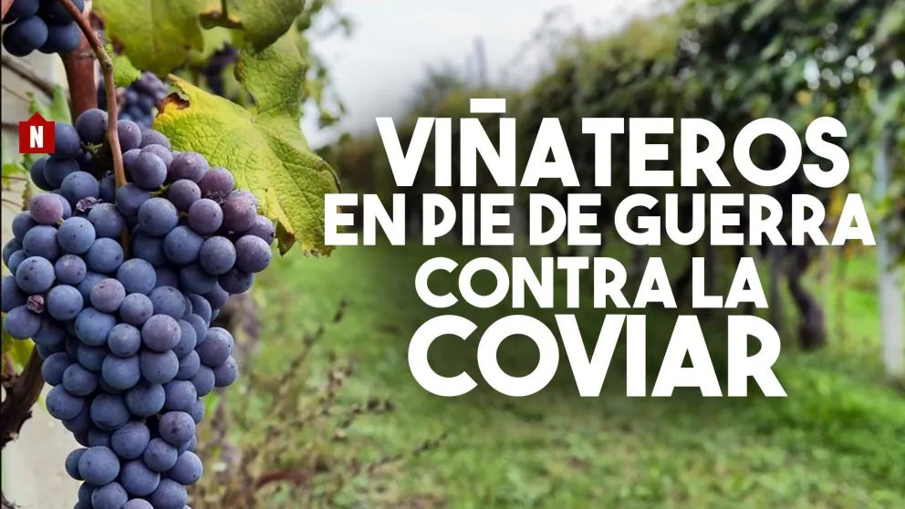 Viñateros solicitaron la disolución de la COVIAR