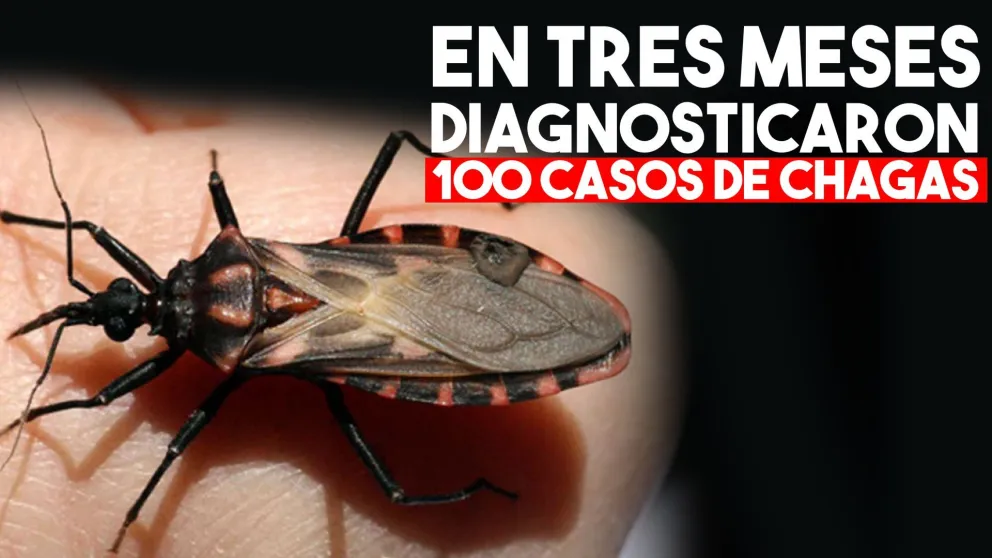 En el primer trimestre se diagnosticaron 100 casos de Chagas