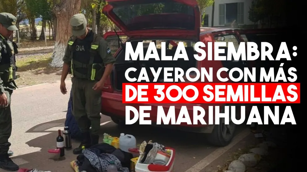 Los detuvieron con más de 300 semillas de marihuana