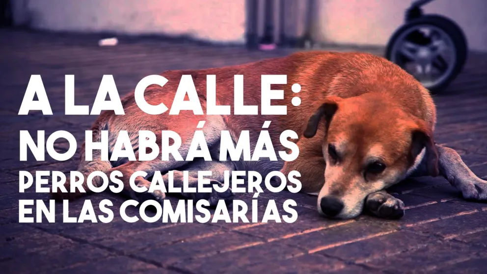 La policía prohibió la presencia de perros callejeros en las dependencias policiales