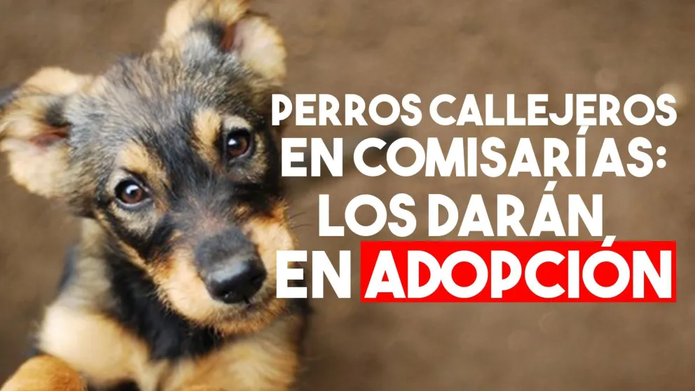 Tras la polémica, desde la Policía aseguran que darán en adopción a los perros