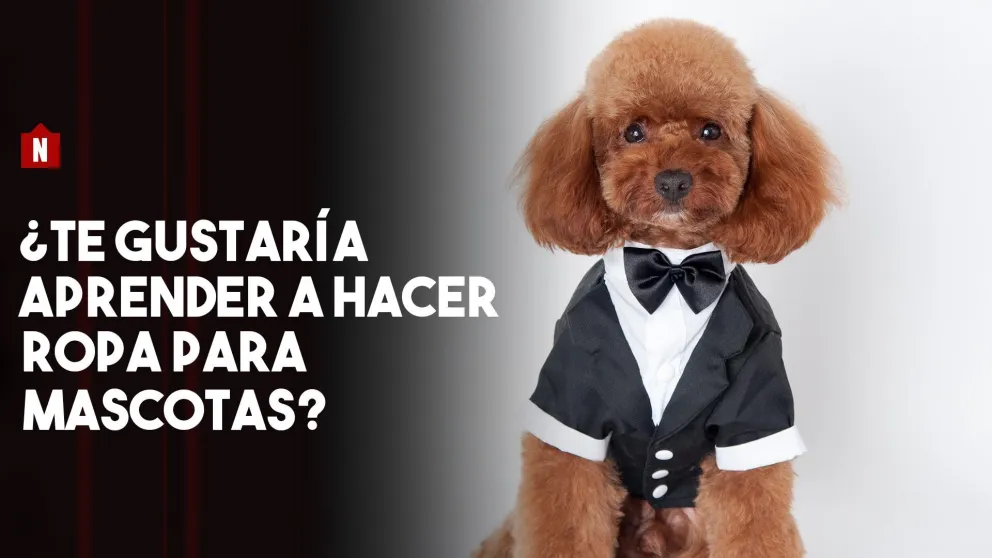 Capacitación en ropa para mascotas