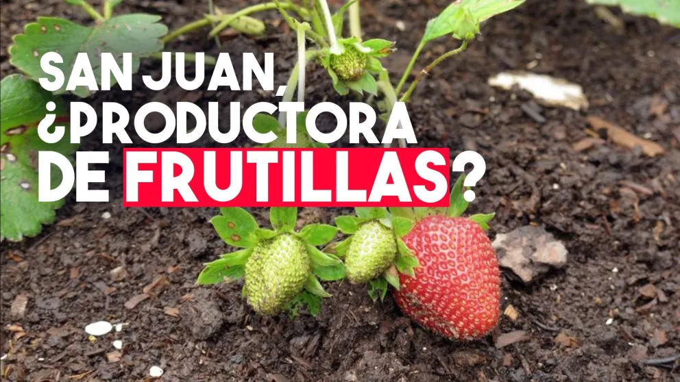 ¿San Juan podría ser productora de frutillas?