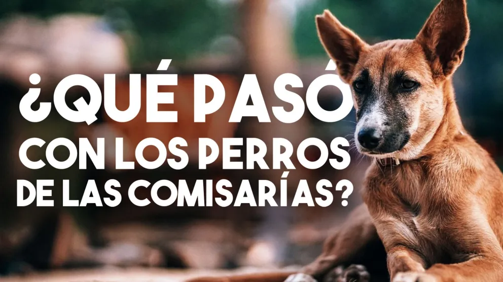 ¿Qué pasó con los perros de las comisarías?