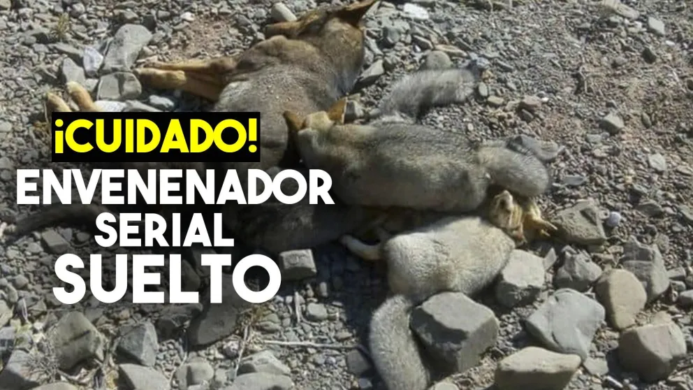 Envenenaron a 30 animales en Pocito