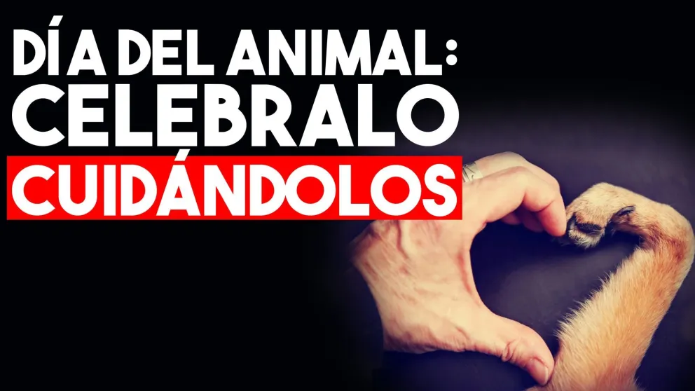 Día del Animal: celebralo cuidándolos