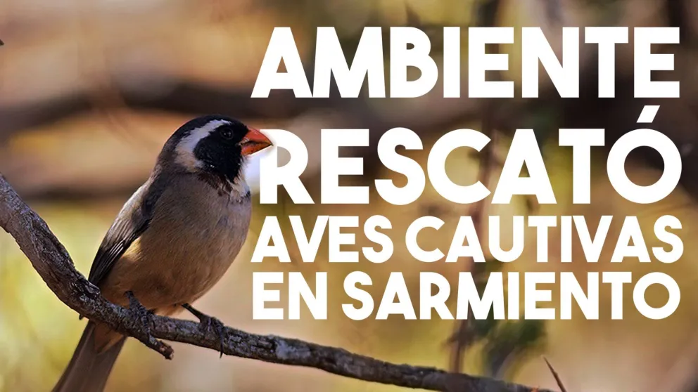 Ambiente rescató aves cautivas en Sarmiento
