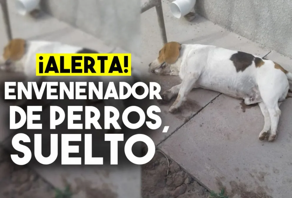 Continúa el envenenamiento de perros en Pocito