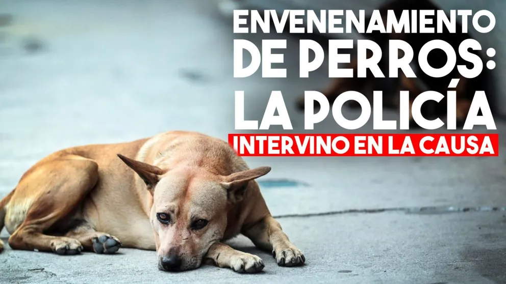La policía investiga el envenenamiento masivo de perros