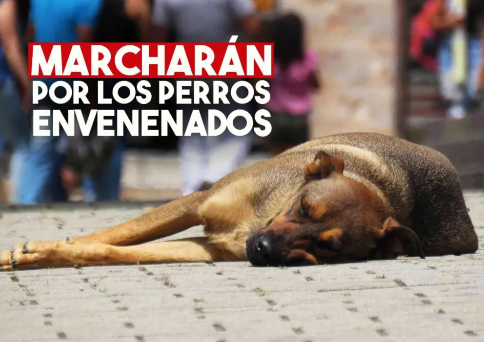 Marcharán por los perros envenenados