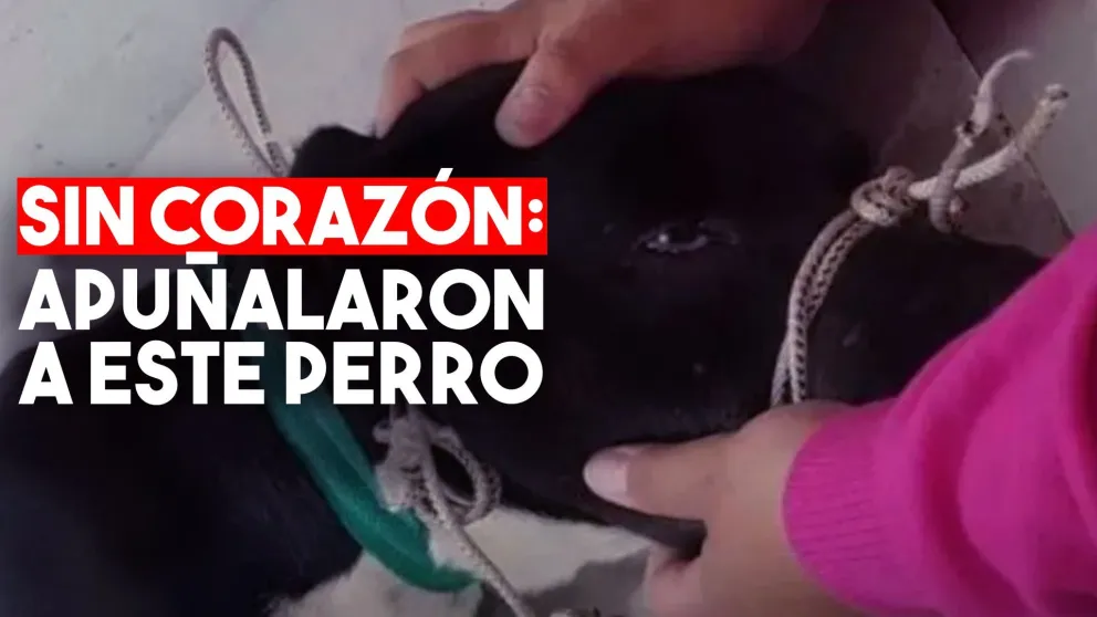 Jack lucha por su vida: salió a pasear y volvió con un cuchillo en el lomo