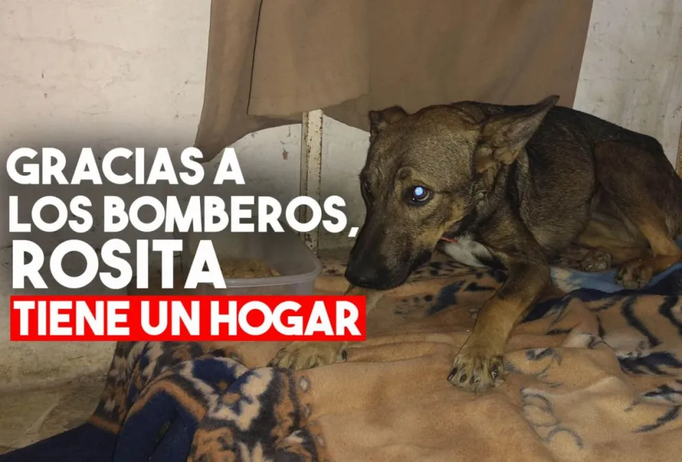 Bomberos rescataron y adoptaron a una perrita