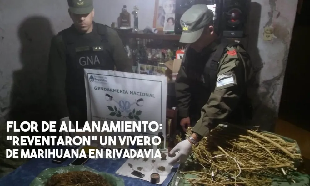 Gendarmería "reventó" un vivero de marihuana