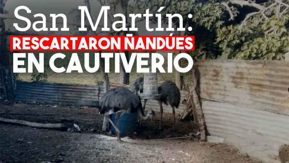 Por una denuncia encontraron restos de guanacos y pumas