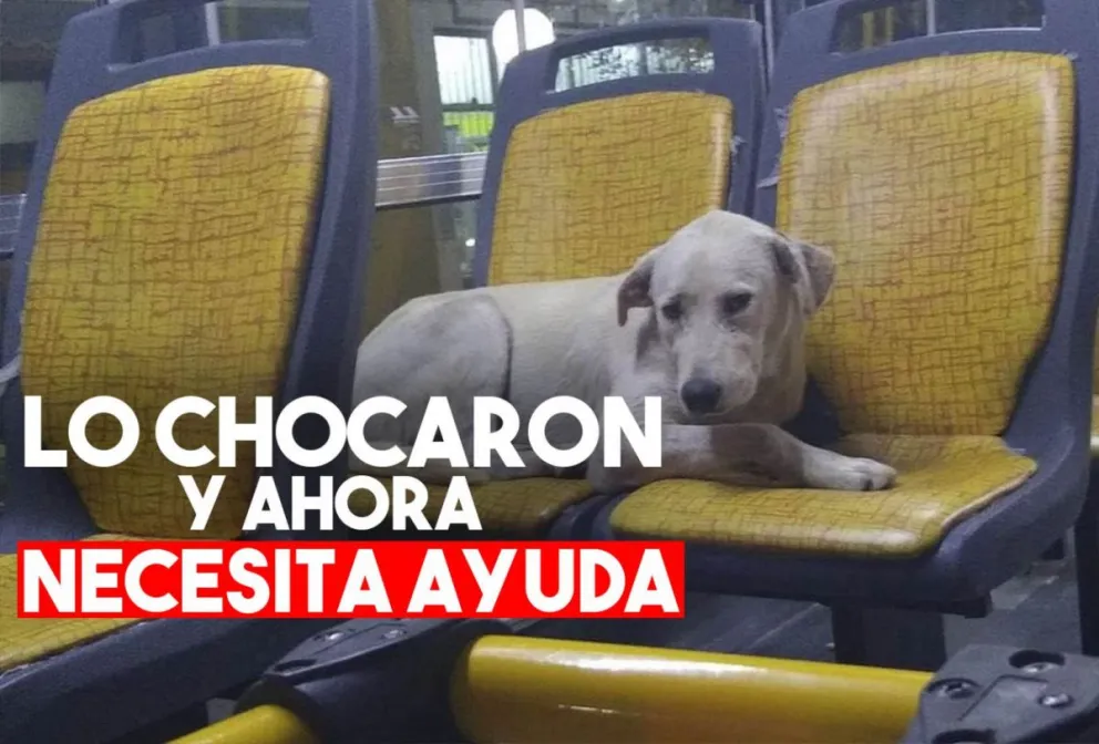 Se hizo famoso por viajar en colectivo y lo chocaron
