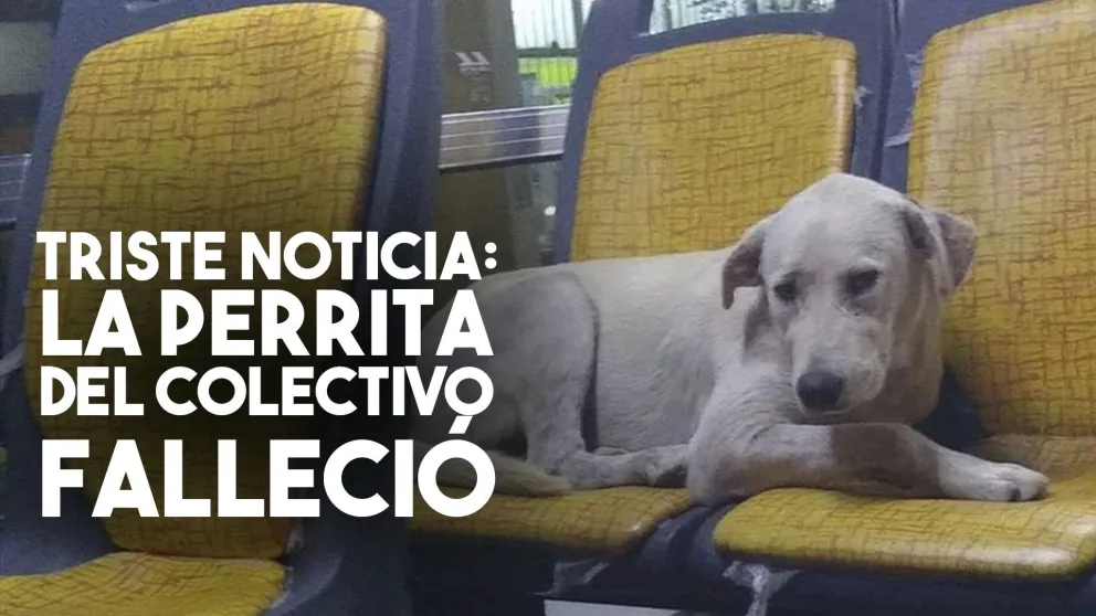 La noticia más triste: la perrita del colectivo murió