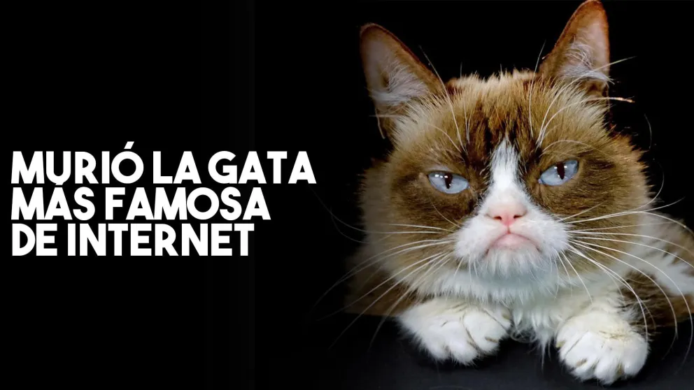 Murió la gata “Grumpy Cat”, la más famosa de la web