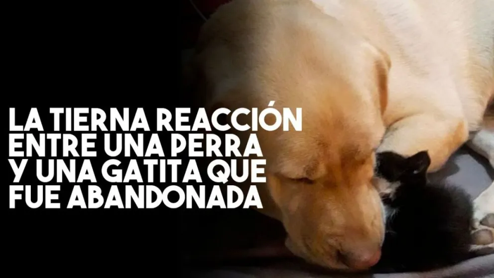 La tierna reacción de una perra con una gatita abandonada