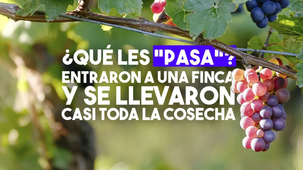 Entraron a una finca y se llevaron un dineral en pasas